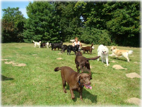 Des chiens en famille au Dog's Club Vacances de Courtenay dans le Loiret